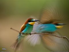 Tapeta National Geographic 254.jpg